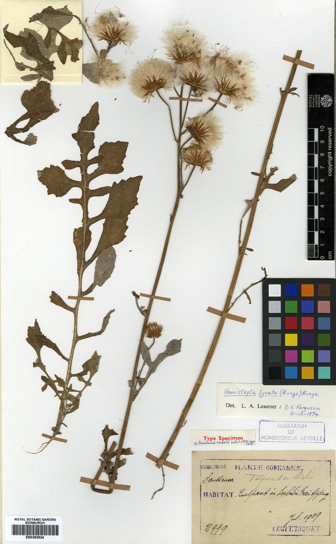 Saussurea centiloba image