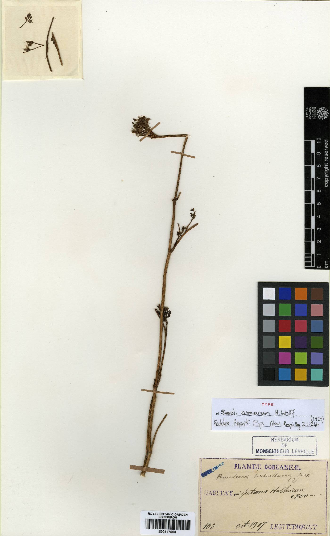 Seseli coreanum image