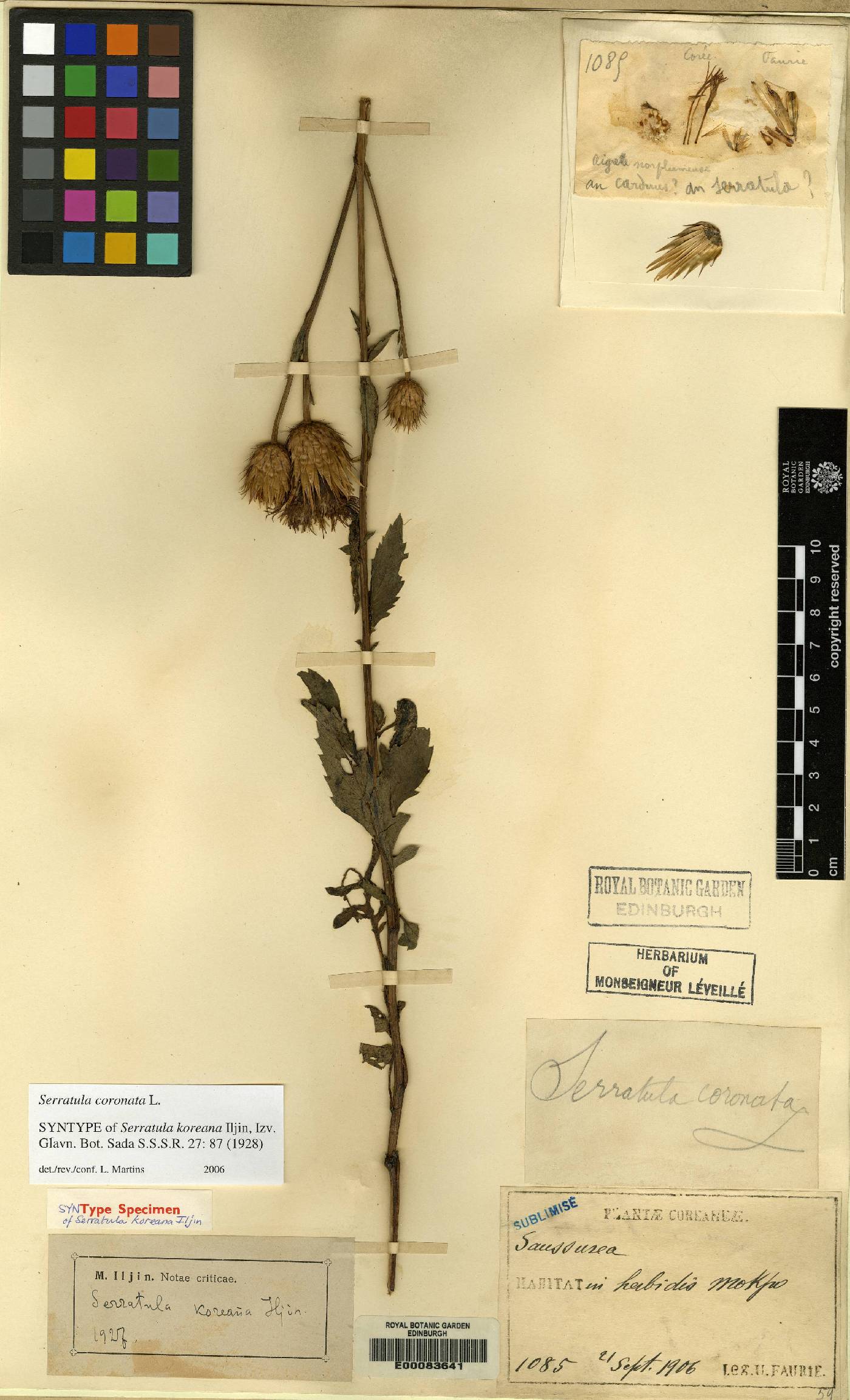 Serratula coronata image