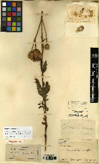 Serratula coronata image