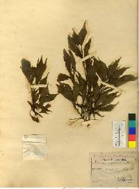Prunus serrulata f. spontanea image