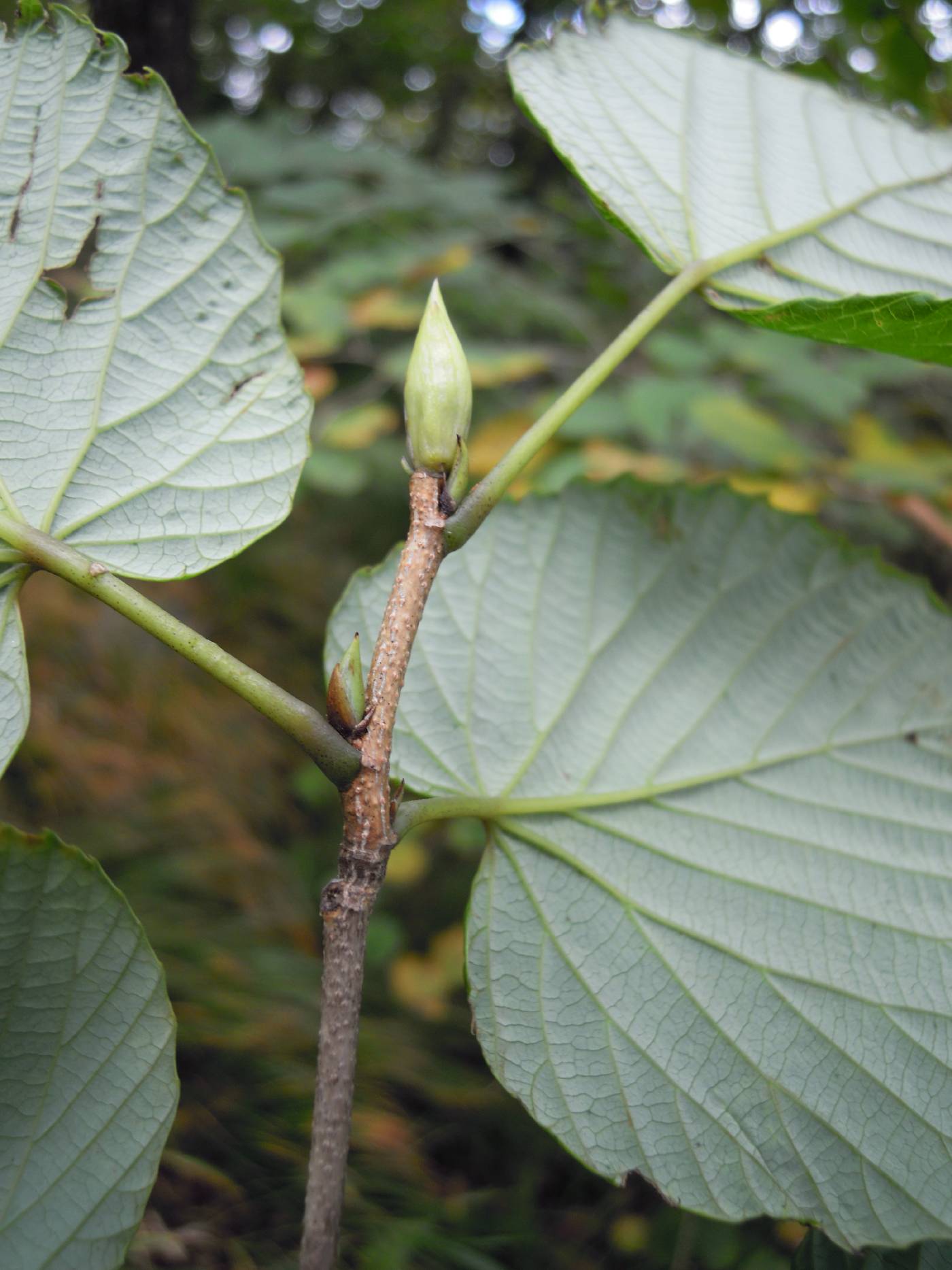 Corylopsis coreana image