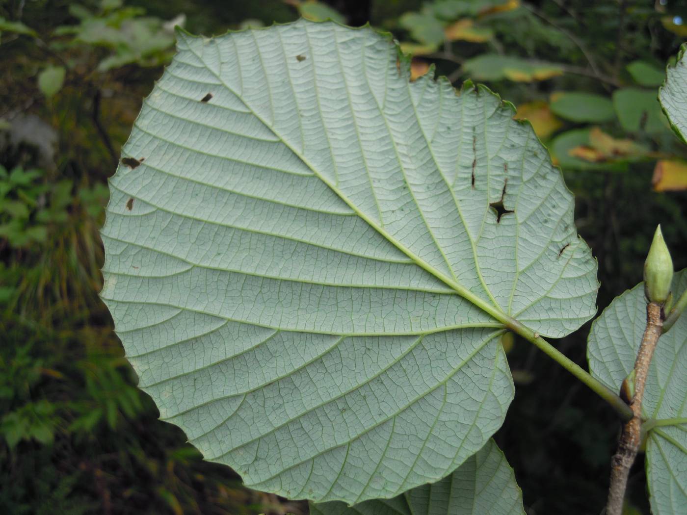 Corylopsis coreana image