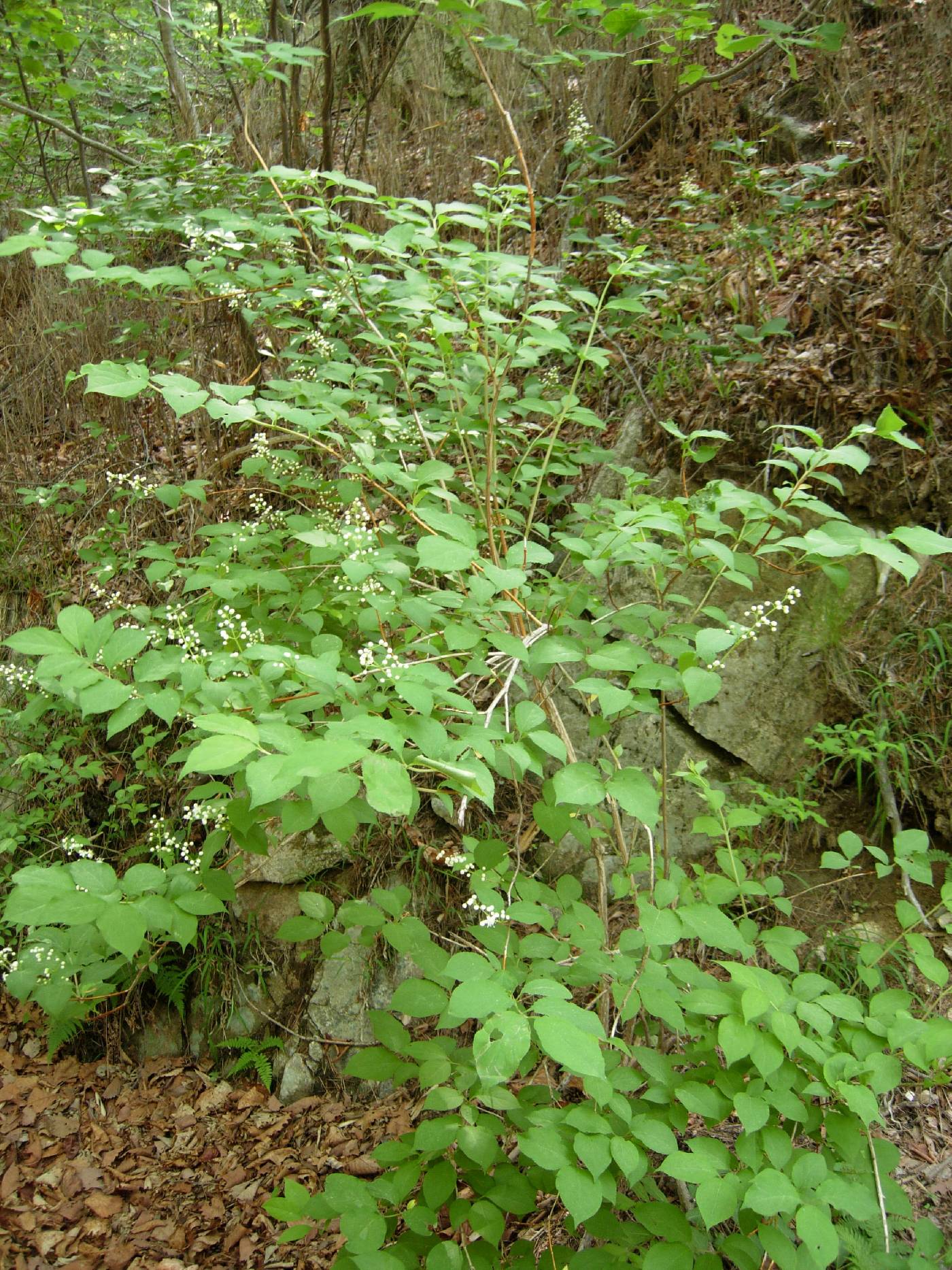 Deutzia paniculata image