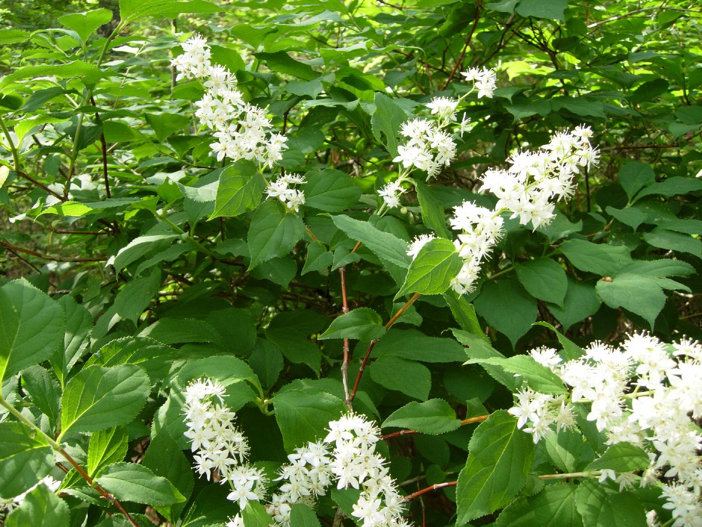 Deutzia paniculata image