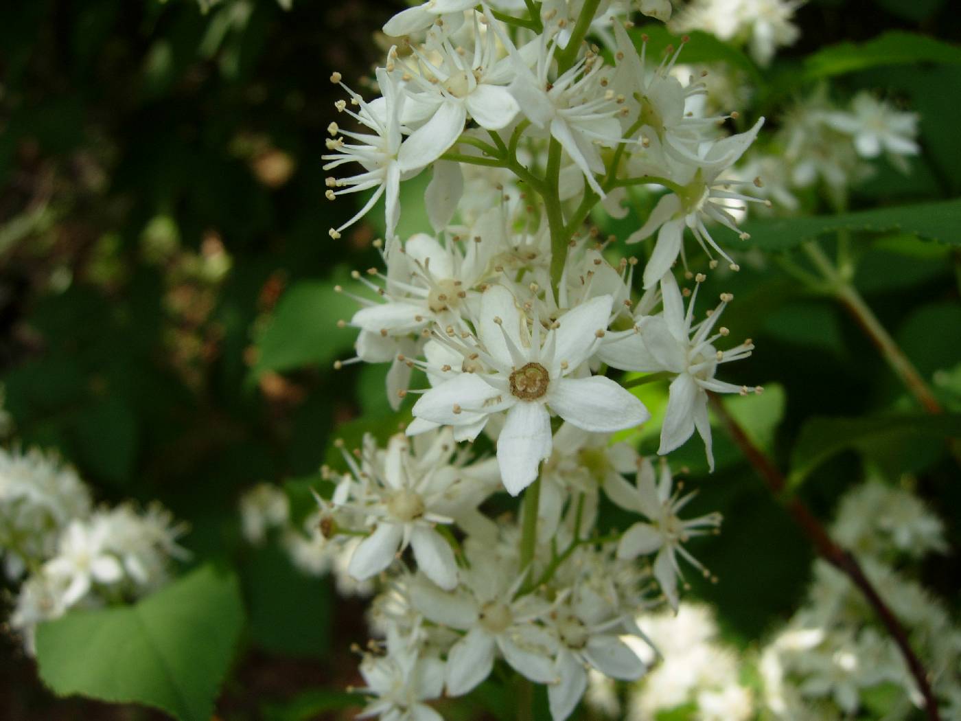 Deutzia paniculata image