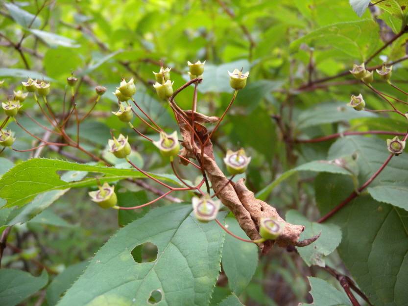 Deutzia glabrata image