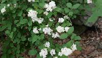 Deutzia parviflora image