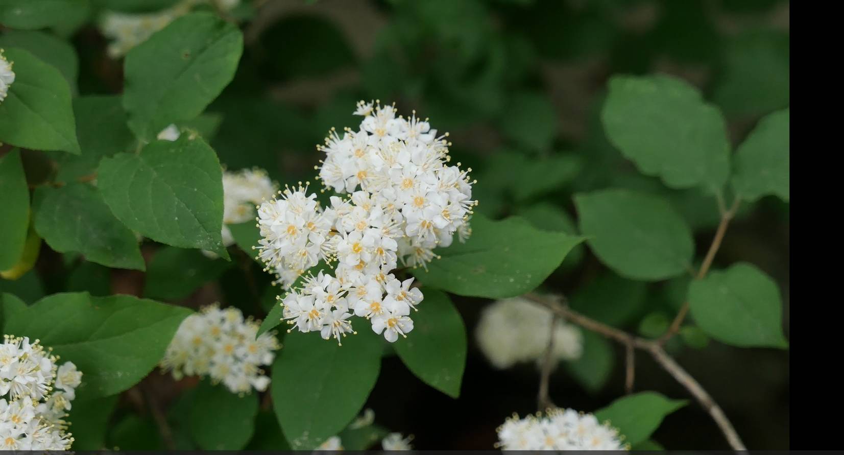 Deutzia parviflora image
