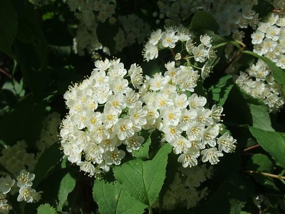 Deutzia glabrata image