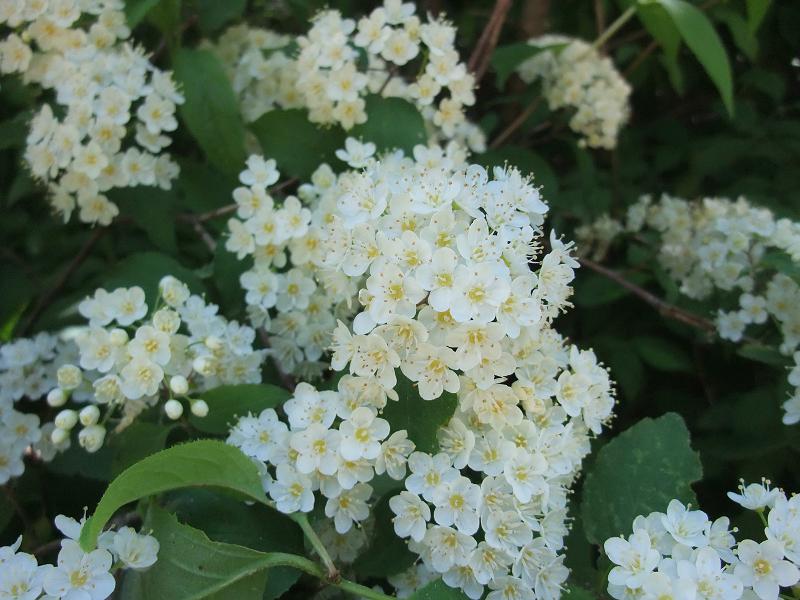 Deutzia image