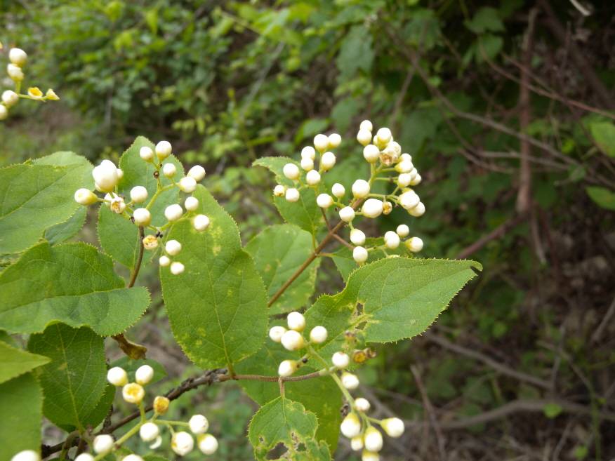 Deutzia parviflora image