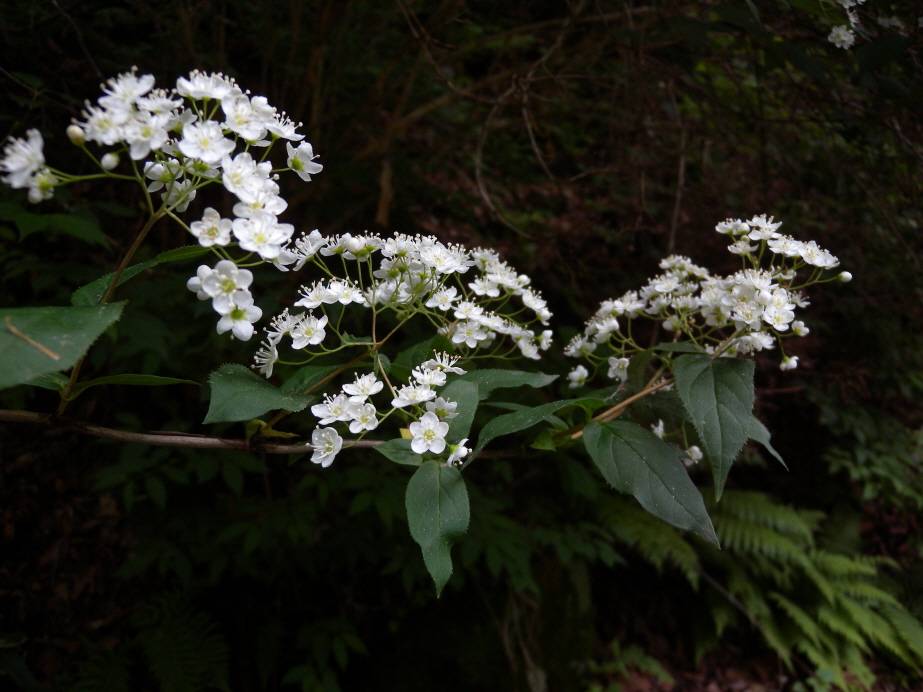 Deutzia glabrata image