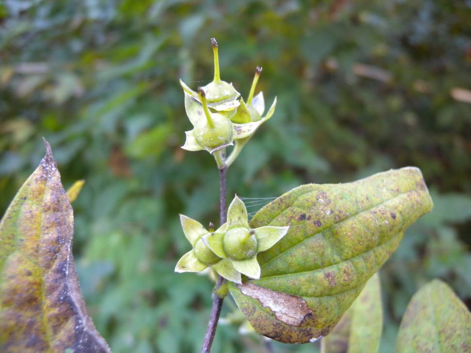 Philadelphus tenuifolius image