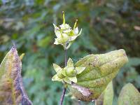 Philadelphus tenuifolius image
