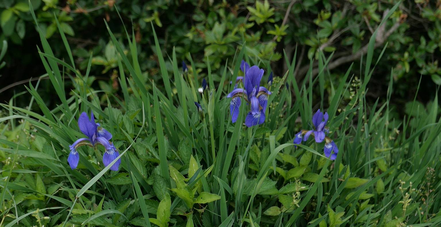 Iridaceae image