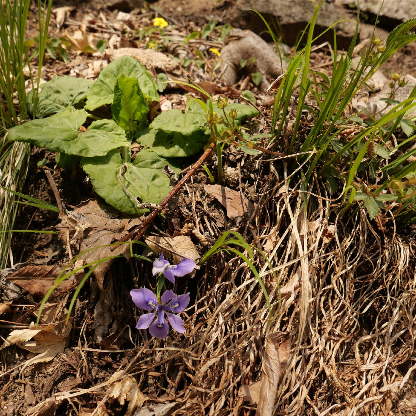Iridaceae image