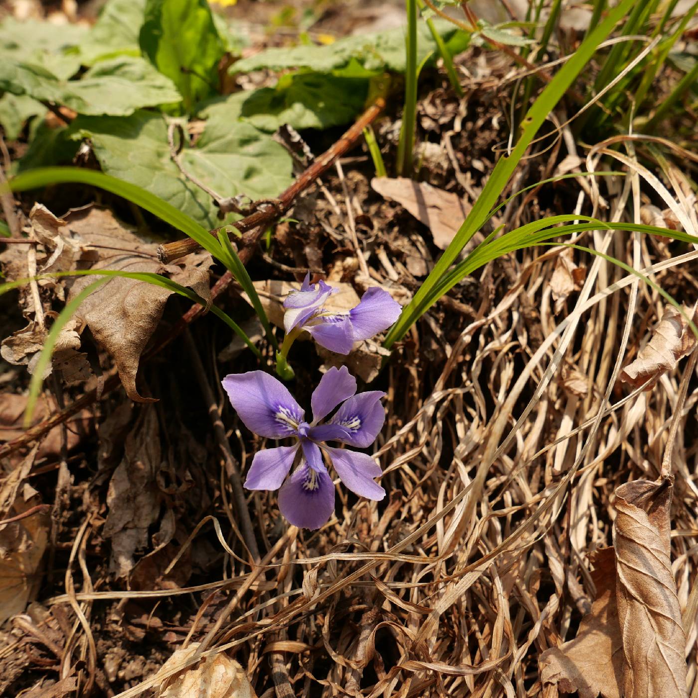 Iris rossii image