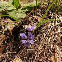 Iris rossii image
