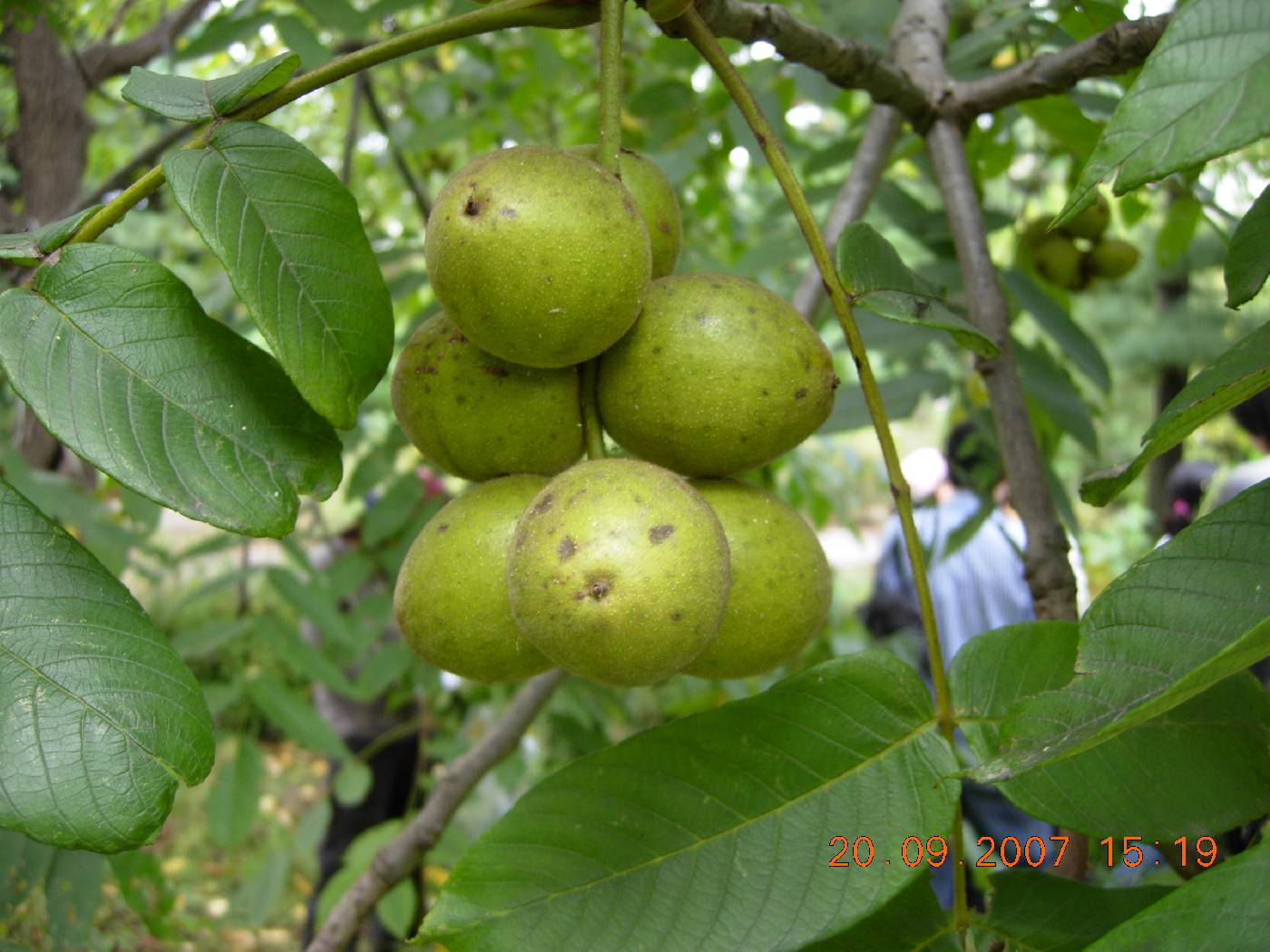 Juglans mandshurica image