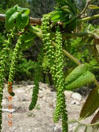 Juglans mandshurica image