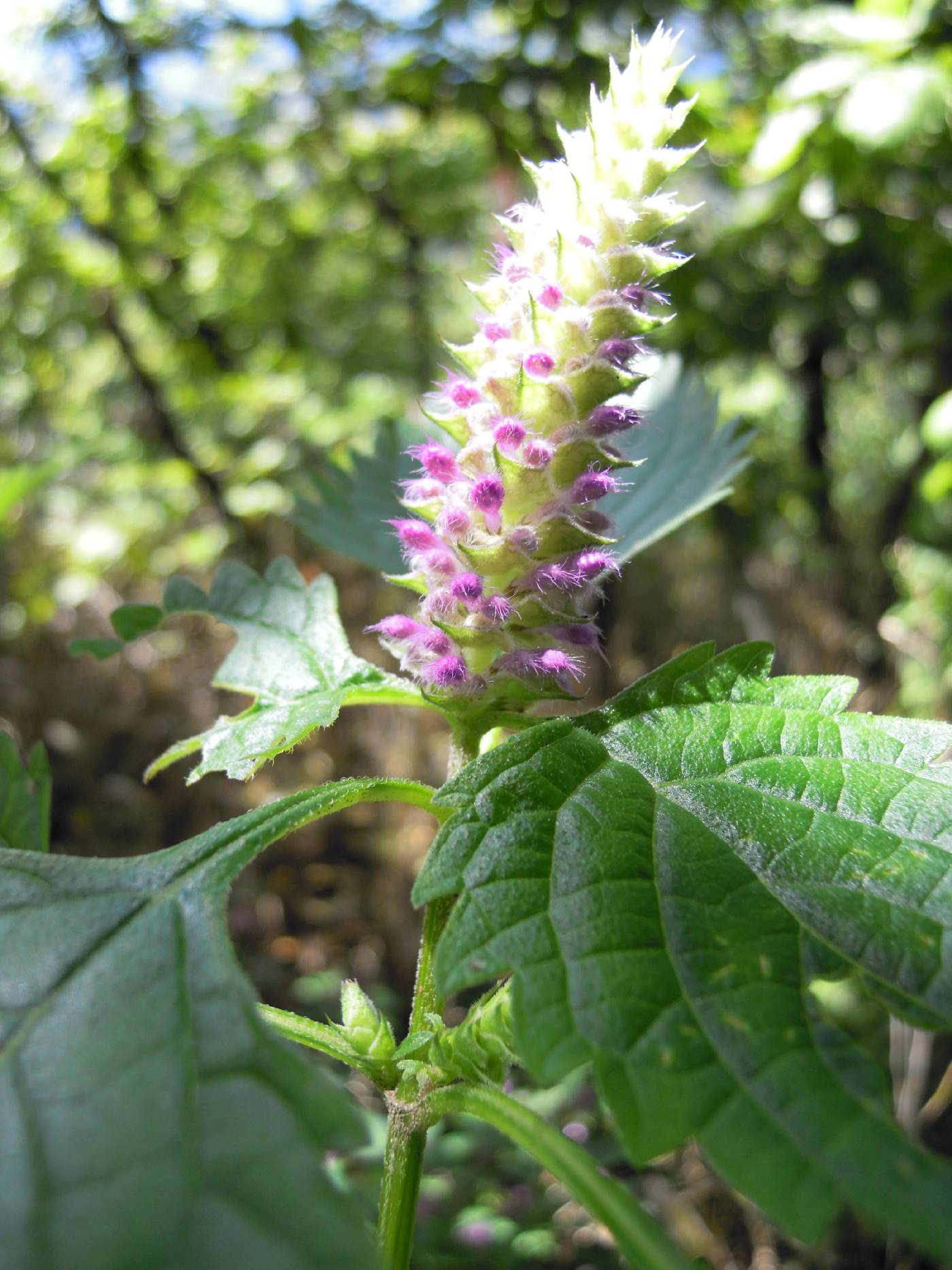 Ajuga image