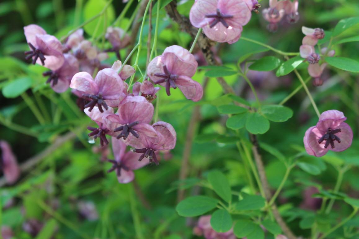 Akebia quinata image
