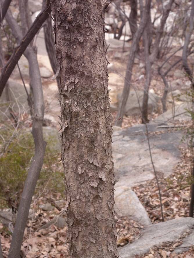 Lindera erythrocarpa image