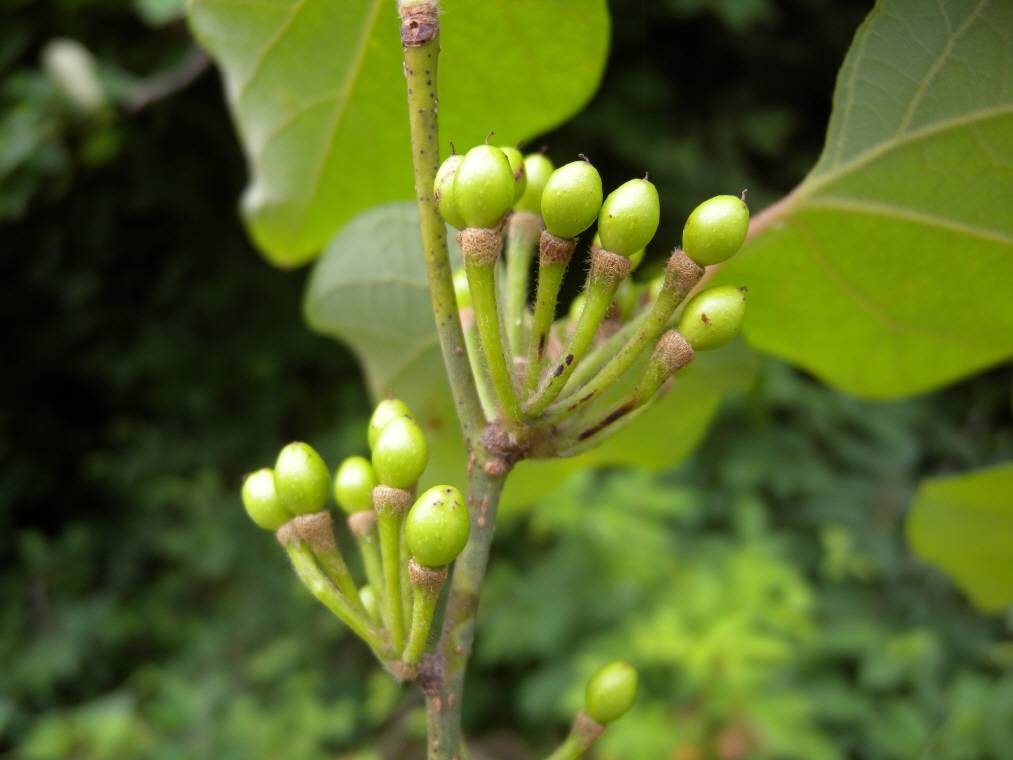 Lindera obtusiloba image