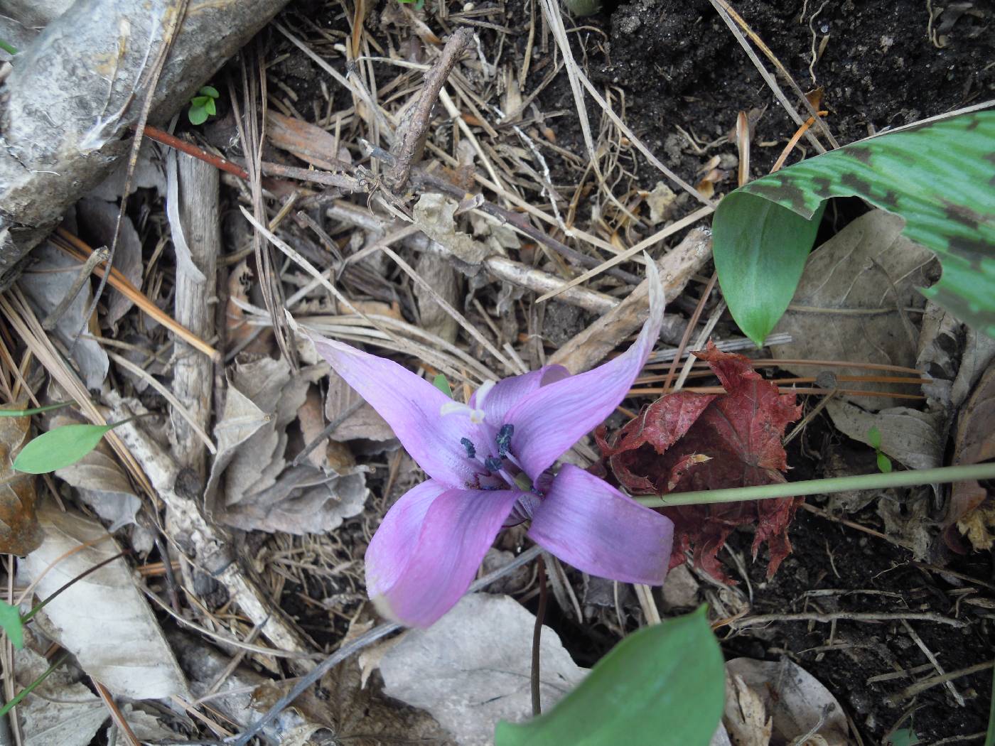 Erythronium japonicum image
