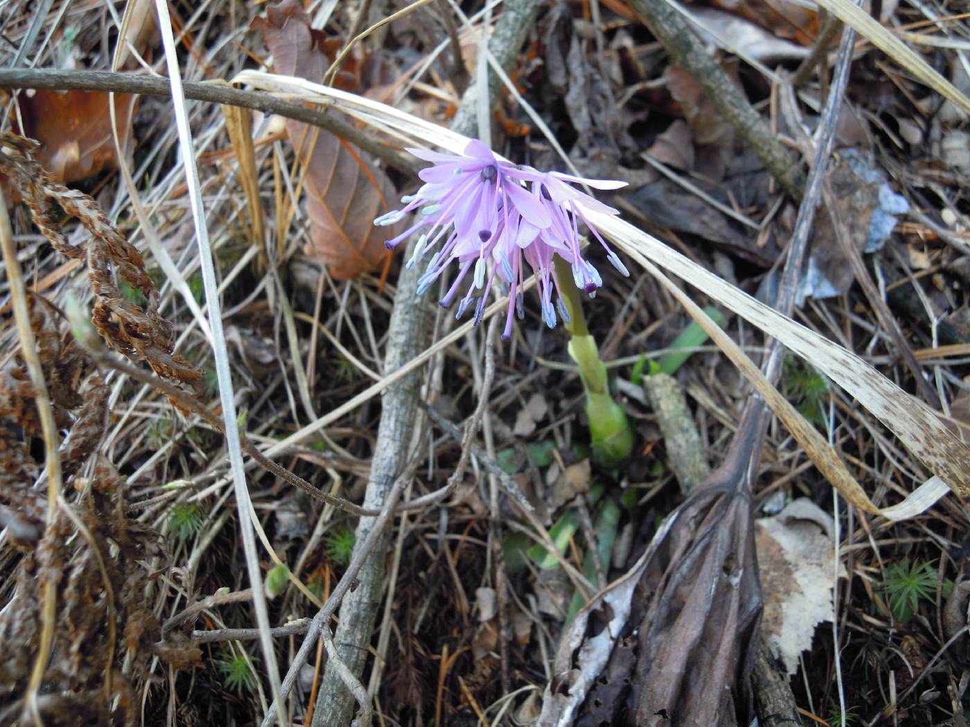 Helonias image