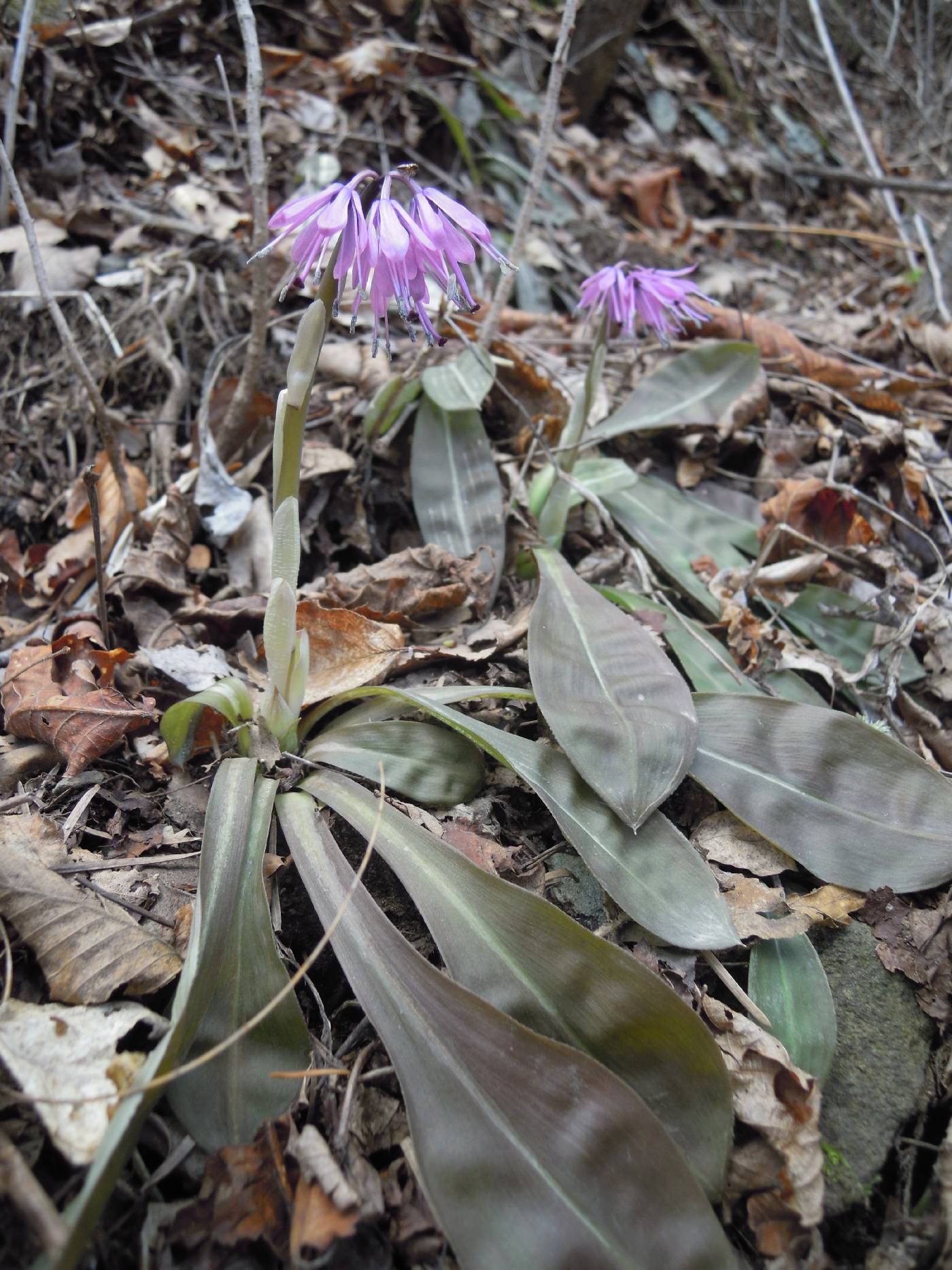 Helonias koreana image