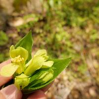 Disporum sessile image