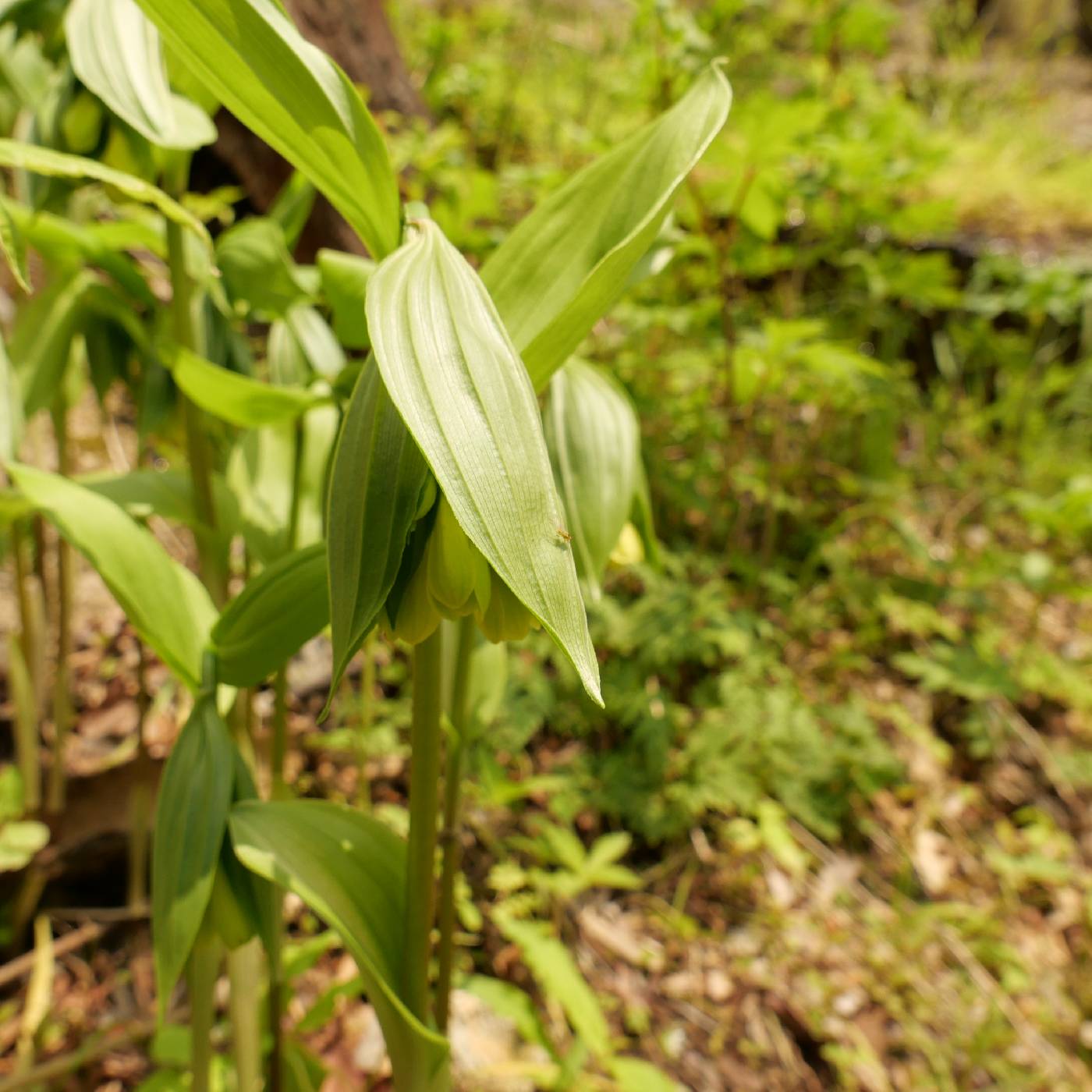 Colchicaceae image