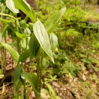 Disporum sessile image