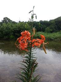 Lilium leichtlinii var. maximowiczii image