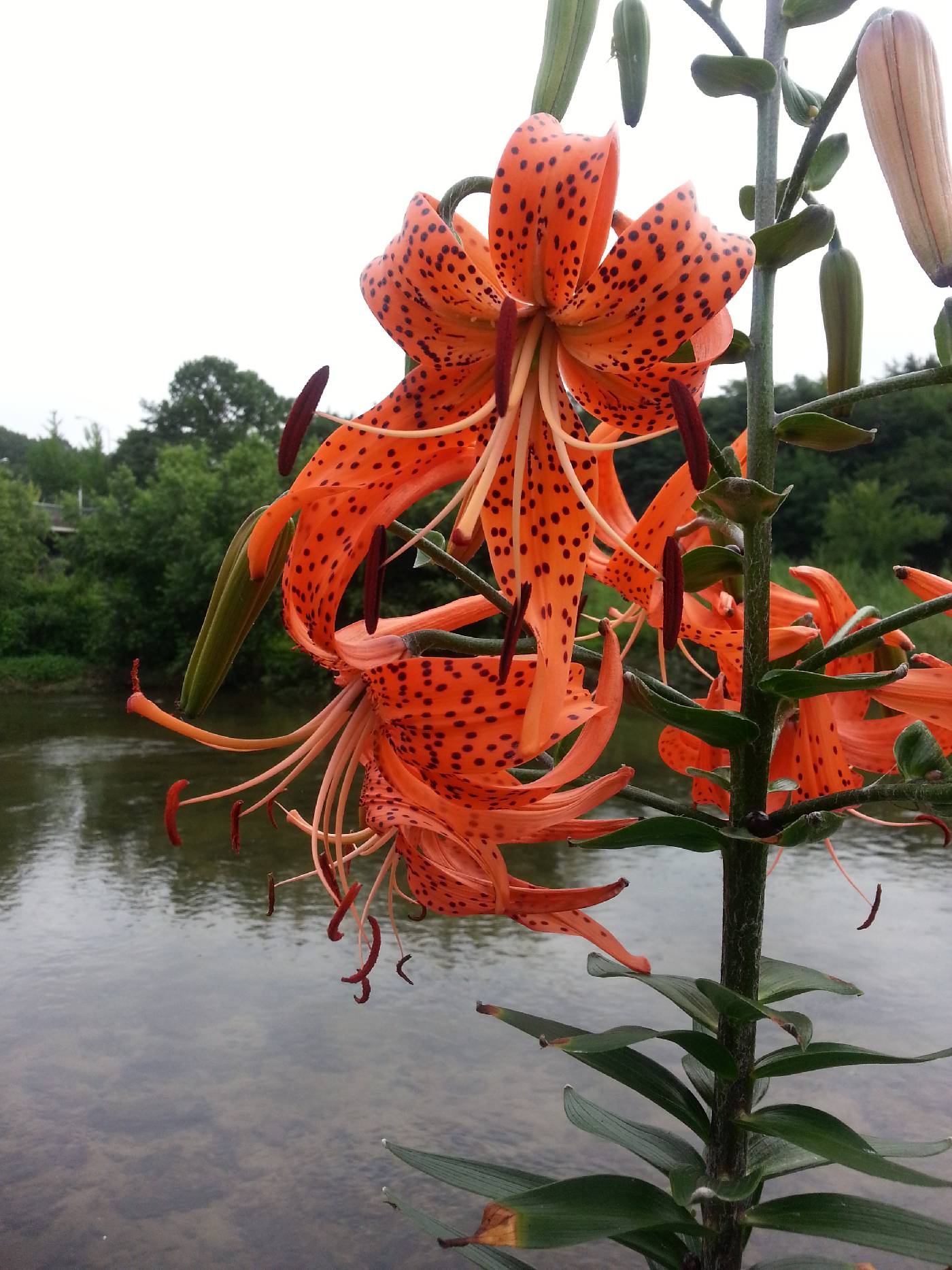 Liliaceae image