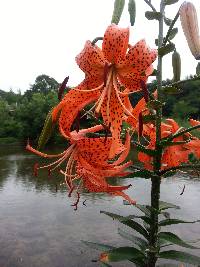 Lilium leichtlinii var. maximowiczii image
