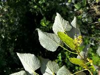 Tilia mandshurica image