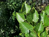 Tilia mandshurica image