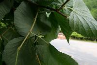 Tilia mandshurica image