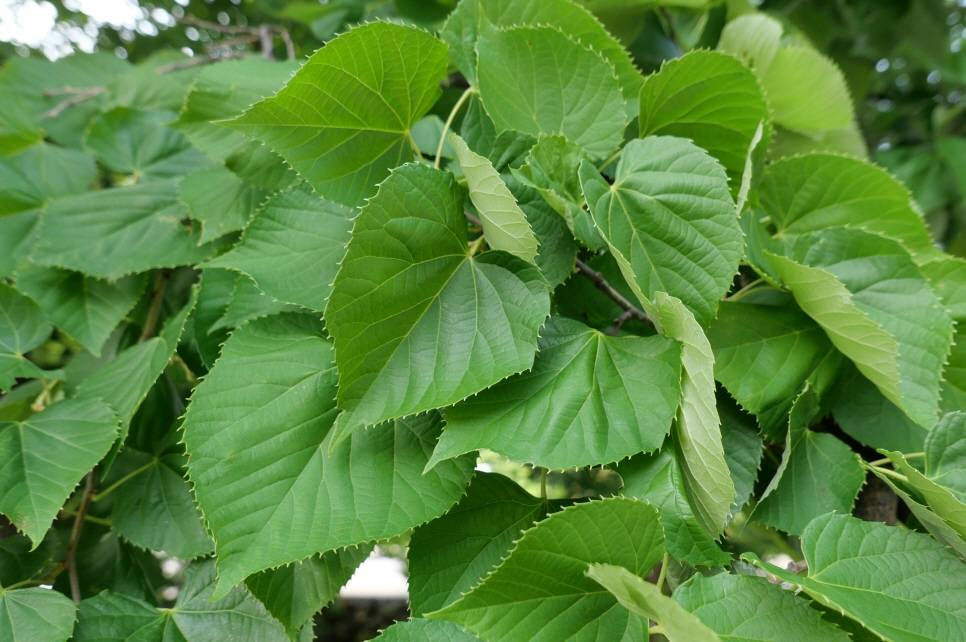 Malvaceae image