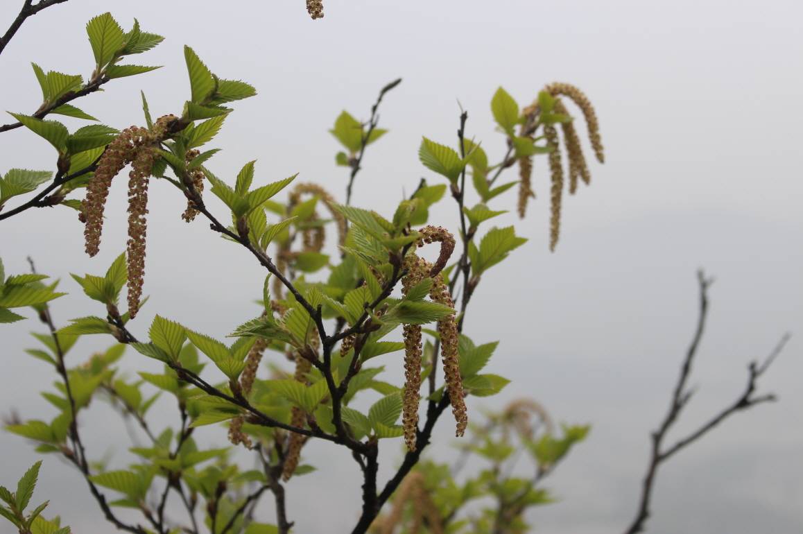 Broussonetia papyrifera image