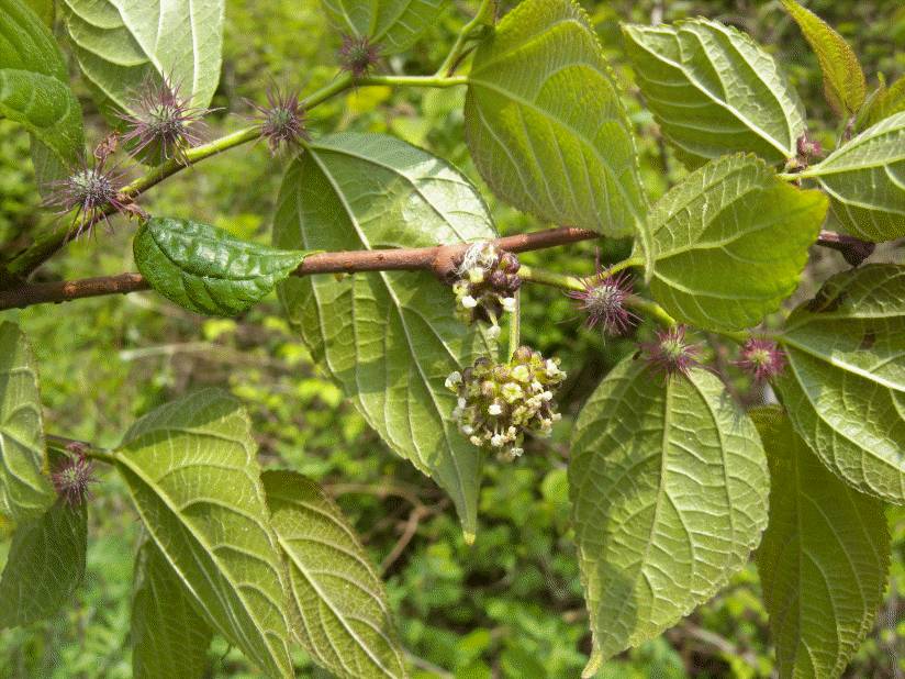 Moraceae image