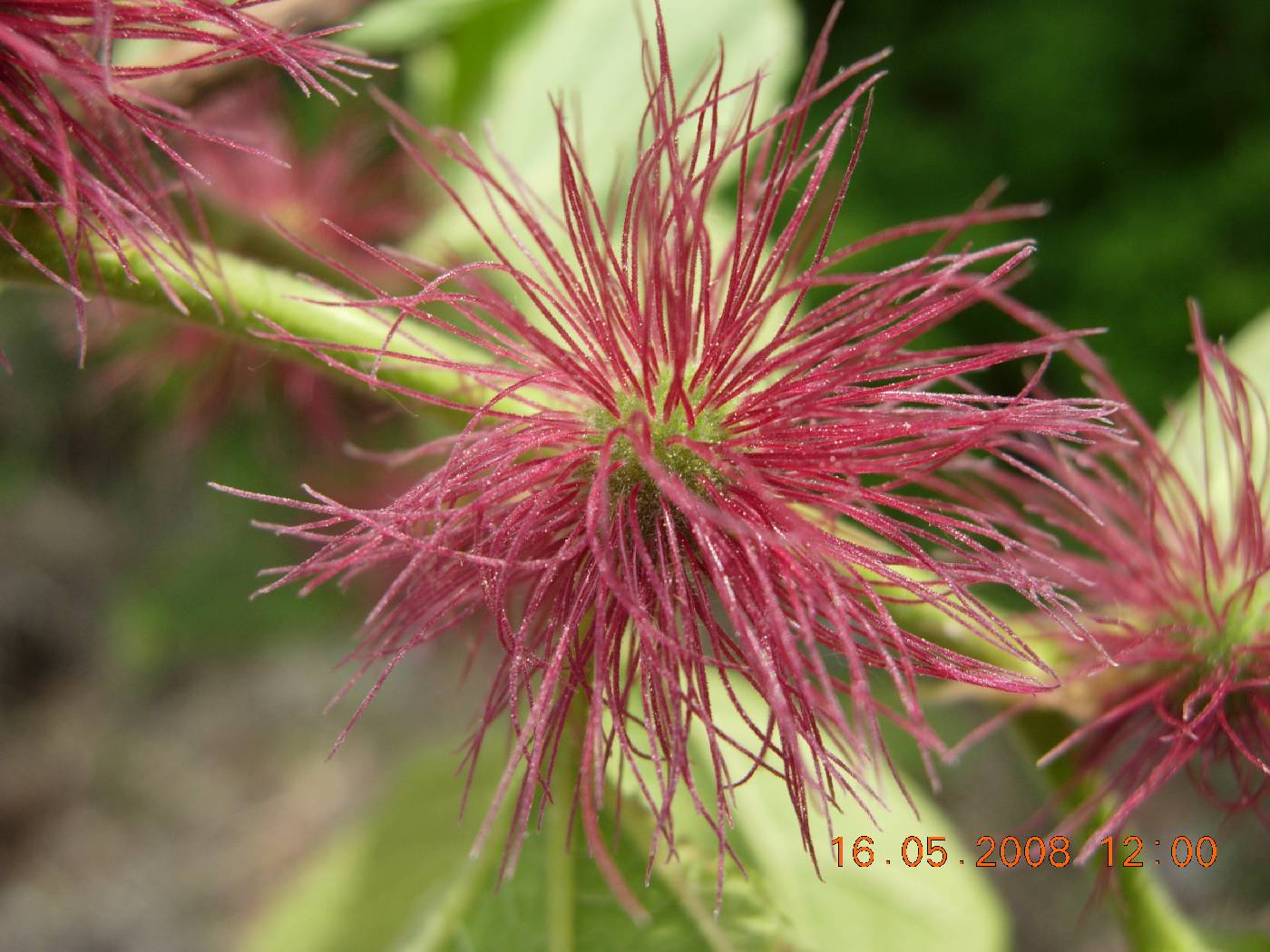 Broussonetia papyrifera image