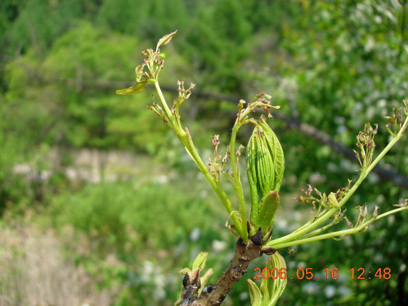 Fraxinus mandshurica image