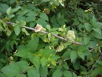 Abeliophyllum distichum image