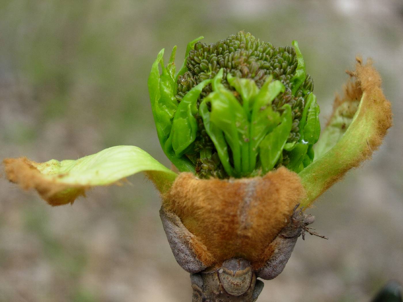 Fraxinus chinensis var. rhynchophylla image