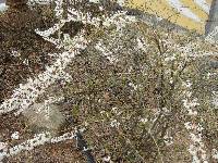 Abeliophyllum distichum image