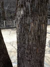 Fraxinus mandshurica image